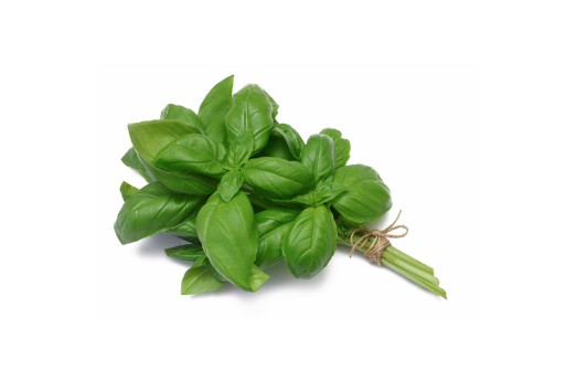 Albahaca Hoja Ancha