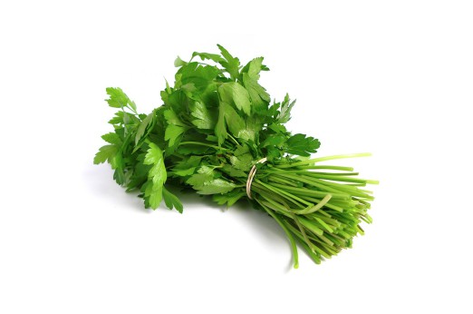 Cilantro